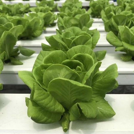 NFT Hydroponic For Lettuce Growing